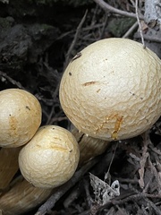 Gymnopilus ventricosus