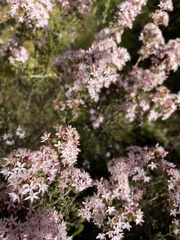 Calytrix