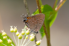 Satyrium liparops