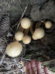 Gymnopilus ventricosus