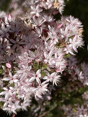 Calytrix