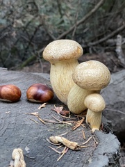 Gymnopilus ventricosus