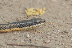 Philodryas chamissonis