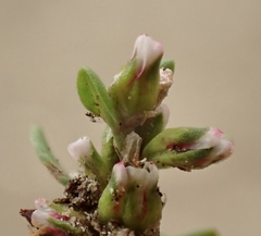 Polygonum aviculare