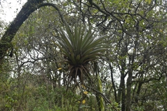 Tillandsia prodigiosa