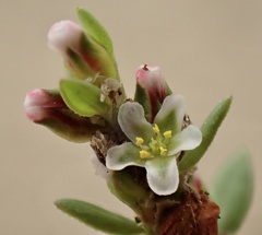 Polygonum aviculare
