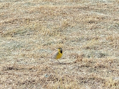 Sturnella magna