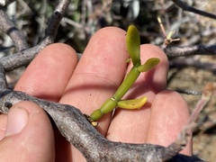 Phoradendron brachystachyum