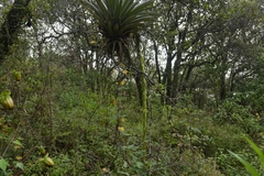 Tillandsia prodigiosa