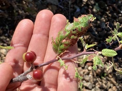 Phoradendron brachystachyum