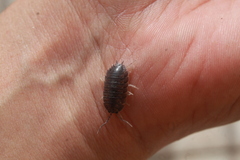 Porcellio laevis