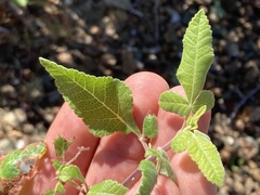 Phoradendron brachystachyum