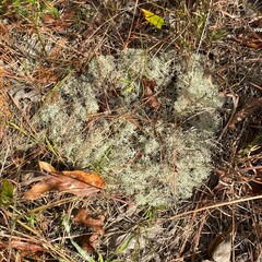Cladonia subtenuis
