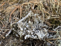 Cladonia verruculosa