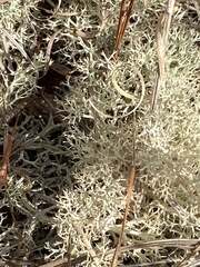 Cladonia subtenuis