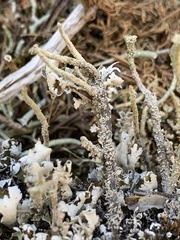 Cladonia verruculosa