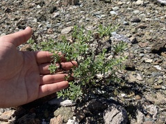 Bajacalia tridentata