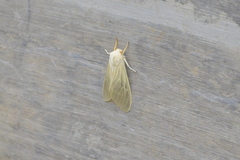 Phaegopterina