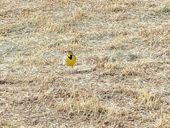 Sturnella magna