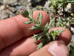 Bajacalia tridentata