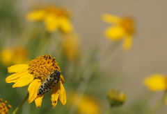 Acmaeodera maculifera