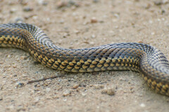 Philodryas chamissonis