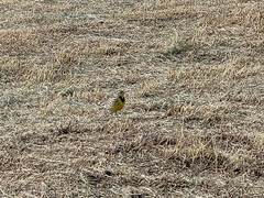 Sturnella magna
