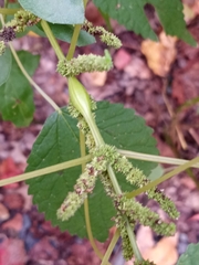 Neolasioptera boehmeriae