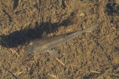 Fundulus heteroclitus