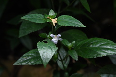 Strobilanthes