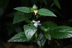 Strobilanthes