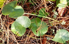 Hydrocotyle bonariensis