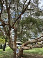 Melaleuca leucadendra