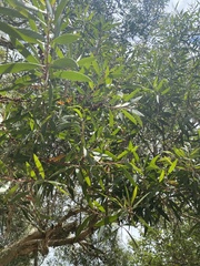 Melaleuca leucadendra