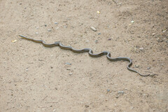 Philodryas chamissonis