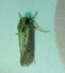 Acrolophus popeanella