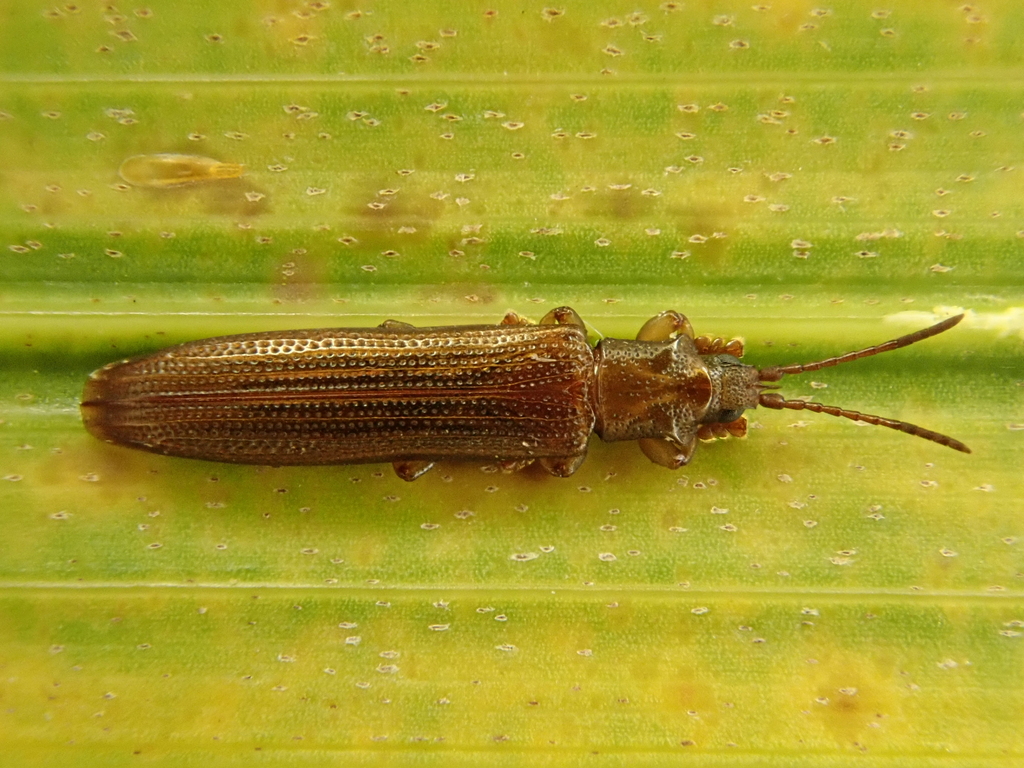 Brontispa