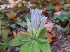 Gentiana decora