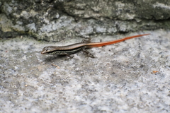 Sphenomorphus incognitus