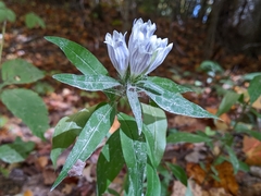 Gentiana decora