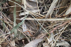 Sphenomorphus incognitus