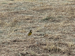 Sturnella magna