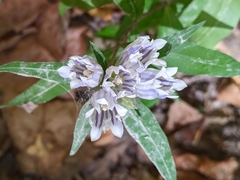 Gentiana decora