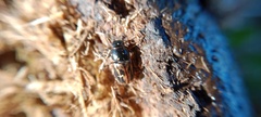 Chilothorax distinctus