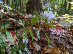 Gentiana decora