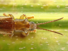 Brontispa norfolkensis