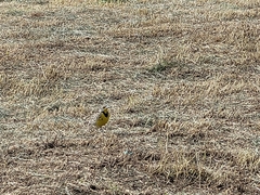 Sturnella magna