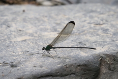 Psolodesmus mandarinus