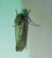 Acrolophus popeanella