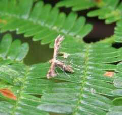 Lantanophaga pusillidactylus